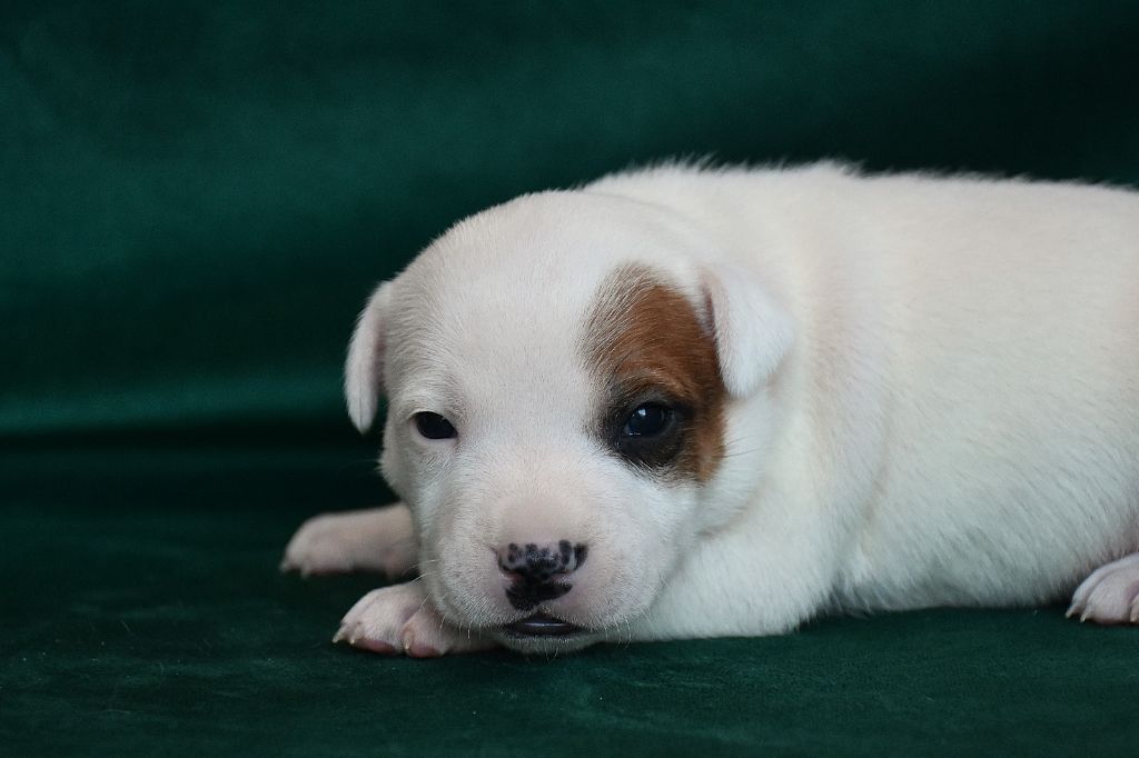 Erregina Beltza - Chiot disponible  - Staffordshire Bull Terrier