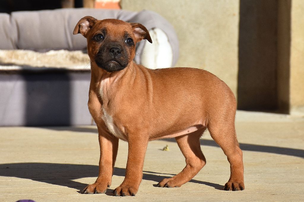 Erregina Beltza - Chiot disponible  - Staffordshire Bull Terrier