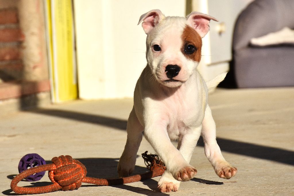 Erregina Beltza - Chiot disponible  - Staffordshire Bull Terrier