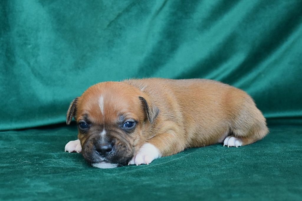 Erregina Beltza - Chiot disponible  - Staffordshire Bull Terrier