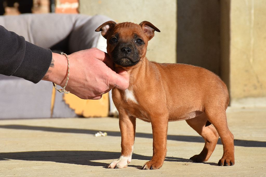 Erregina Beltza - Chiot disponible  - Staffordshire Bull Terrier