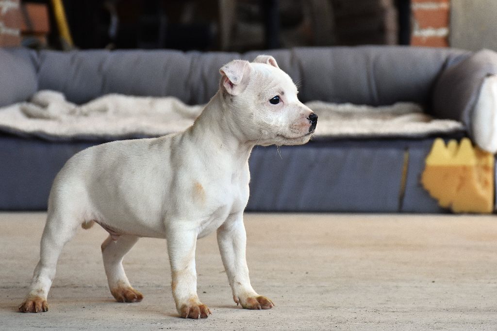 Erregina Beltza - Chiot disponible  - Staffordshire Bull Terrier