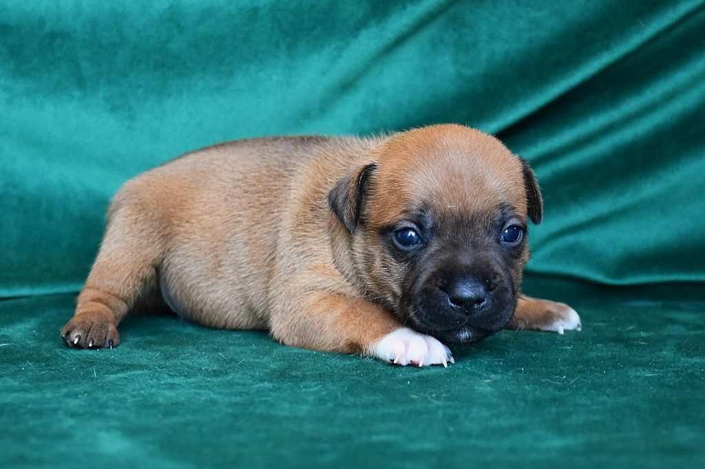 Erregina Beltza - Chiot disponible  - Staffordshire Bull Terrier