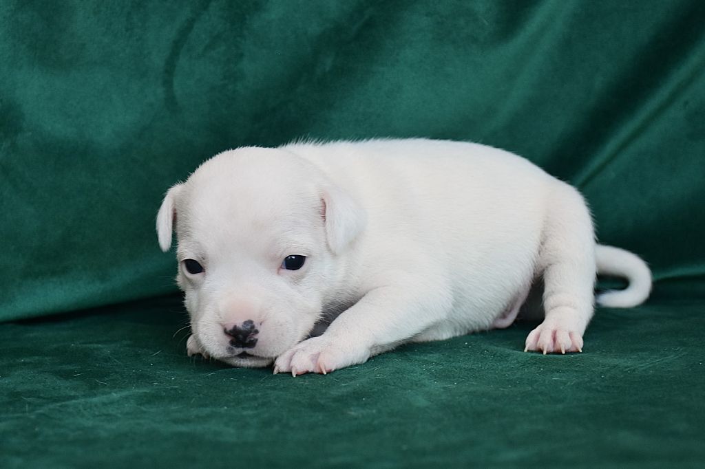 Erregina Beltza - Chiot disponible  - Staffordshire Bull Terrier