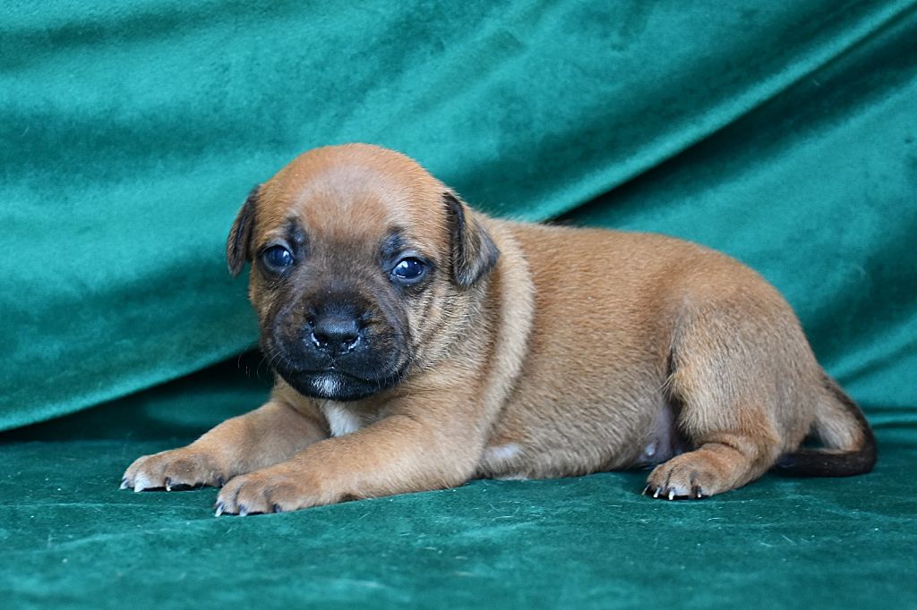 Erregina Beltza - Chiot disponible  - Staffordshire Bull Terrier