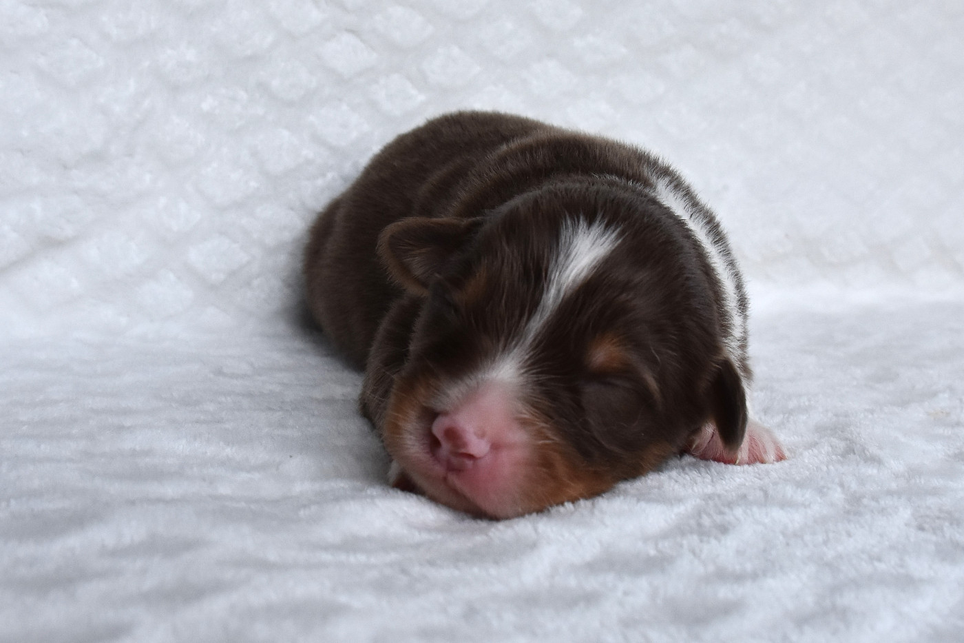 Erregina Beltza - Chiots disponibles - Berger Australien