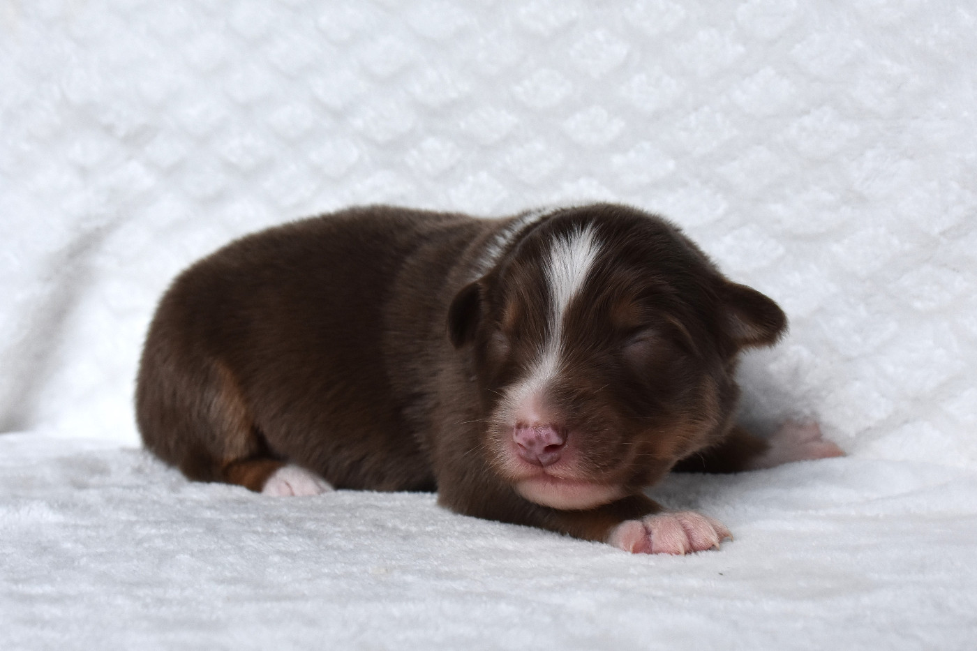 Erregina Beltza - Chiots disponibles - Berger Australien