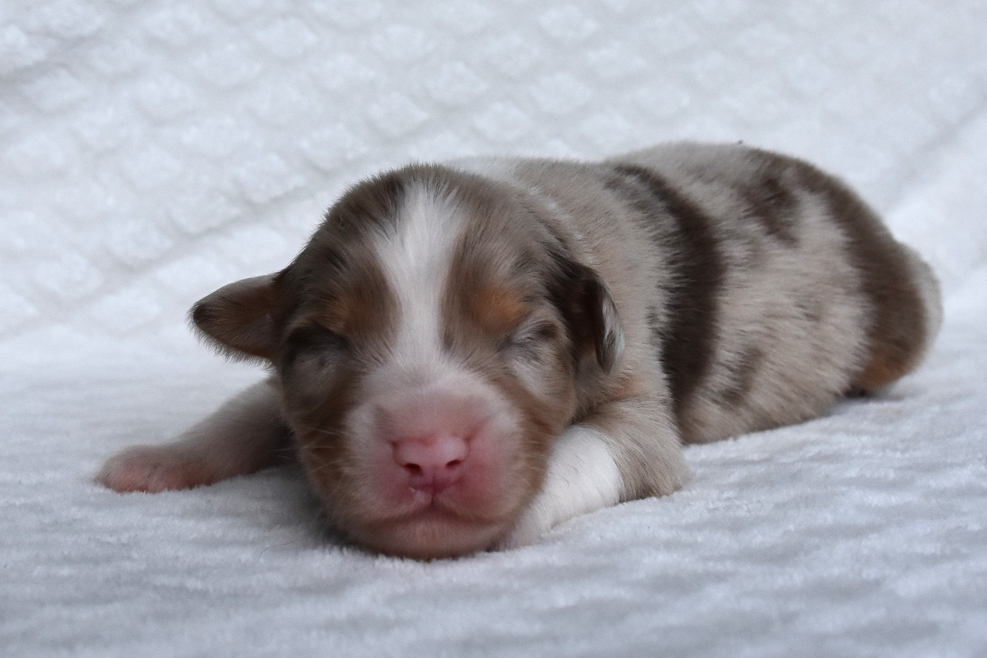 Erregina Beltza - Chiots disponibles - Berger Australien