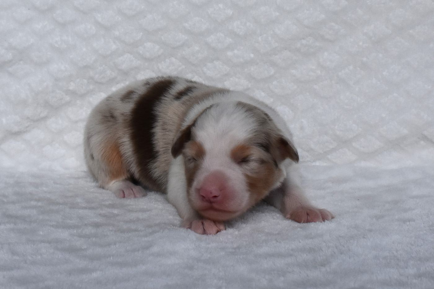 Erregina Beltza - Chiots disponibles - Berger Australien