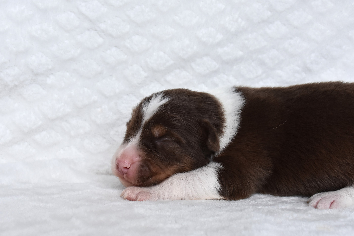 Erregina Beltza - Chiots disponibles - Berger Australien