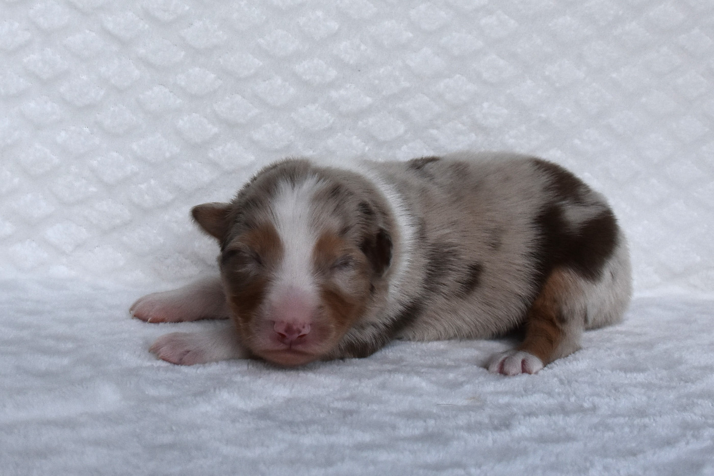 Erregina Beltza - Chiots disponibles - Berger Australien