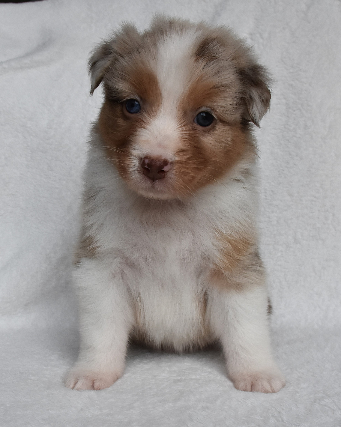 Erregina Beltza - Chiots disponibles - Berger Australien