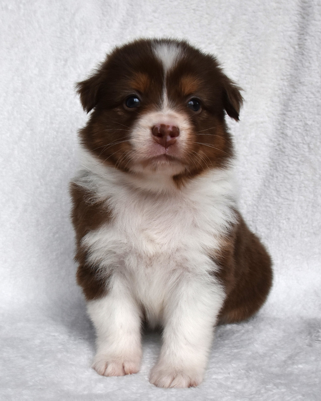 Erregina Beltza - Chiots disponibles - Berger Australien