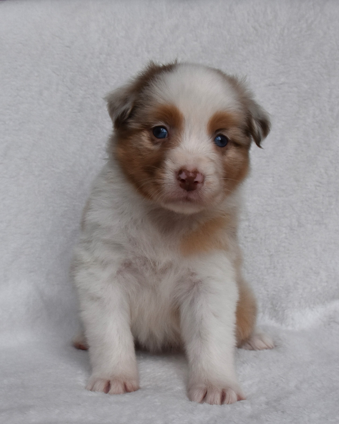 Erregina Beltza - Chiots disponibles - Berger Australien