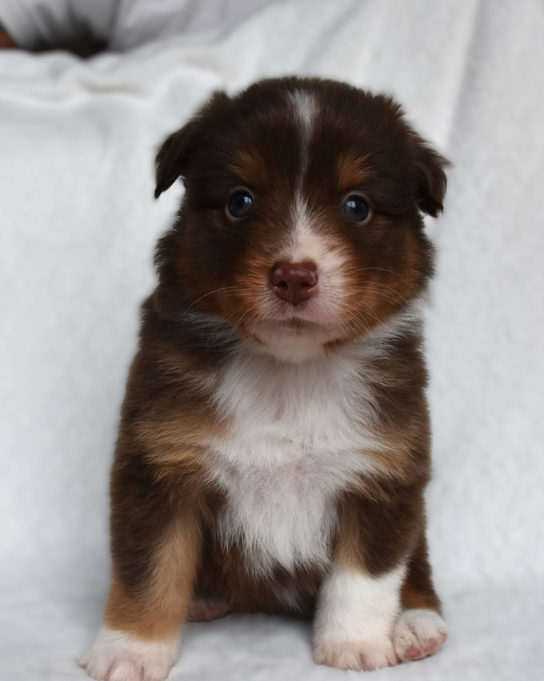 Erregina Beltza - Chiots disponibles - Berger Australien
