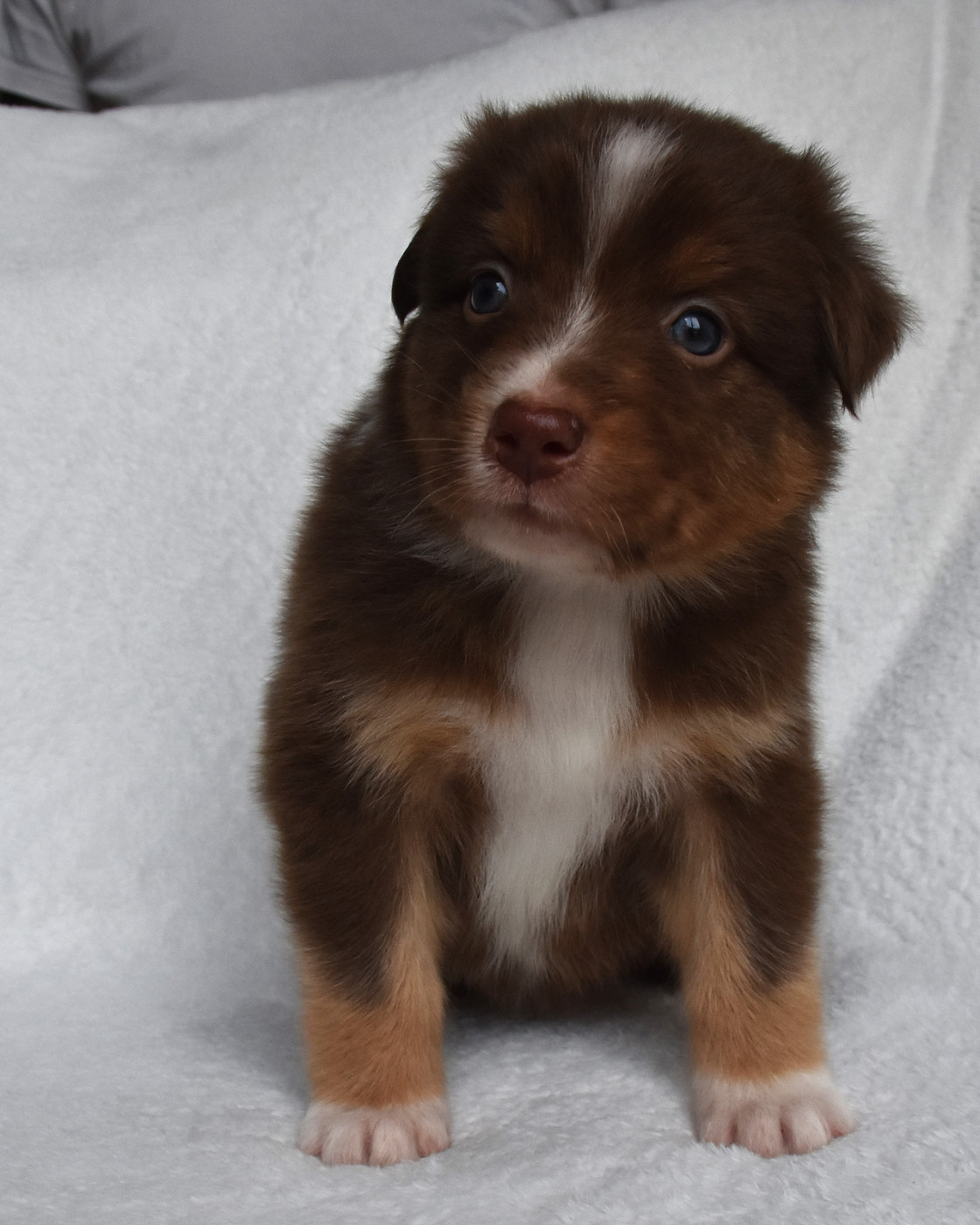 Erregina Beltza - Chiots disponibles - Berger Australien