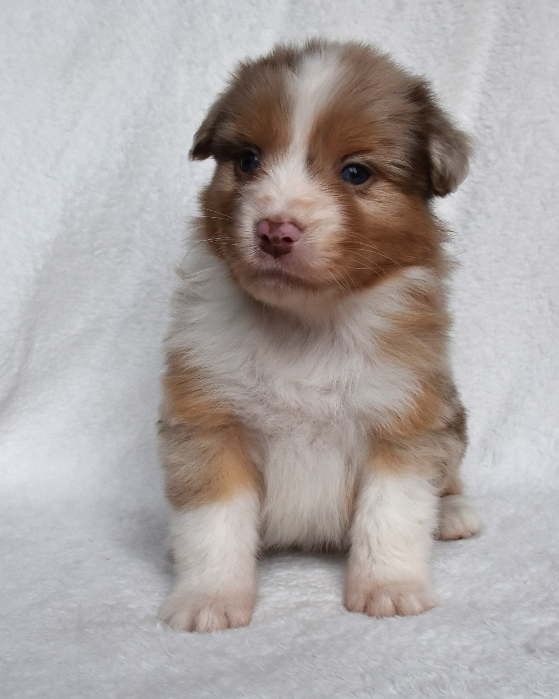 Erregina Beltza - Chiots disponibles - Berger Australien