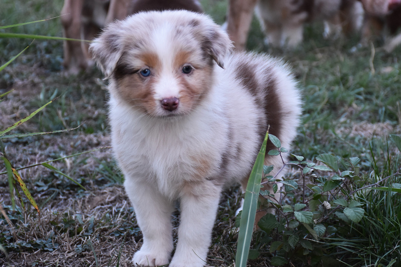 Erregina Beltza - Chiots disponibles - Berger Australien
