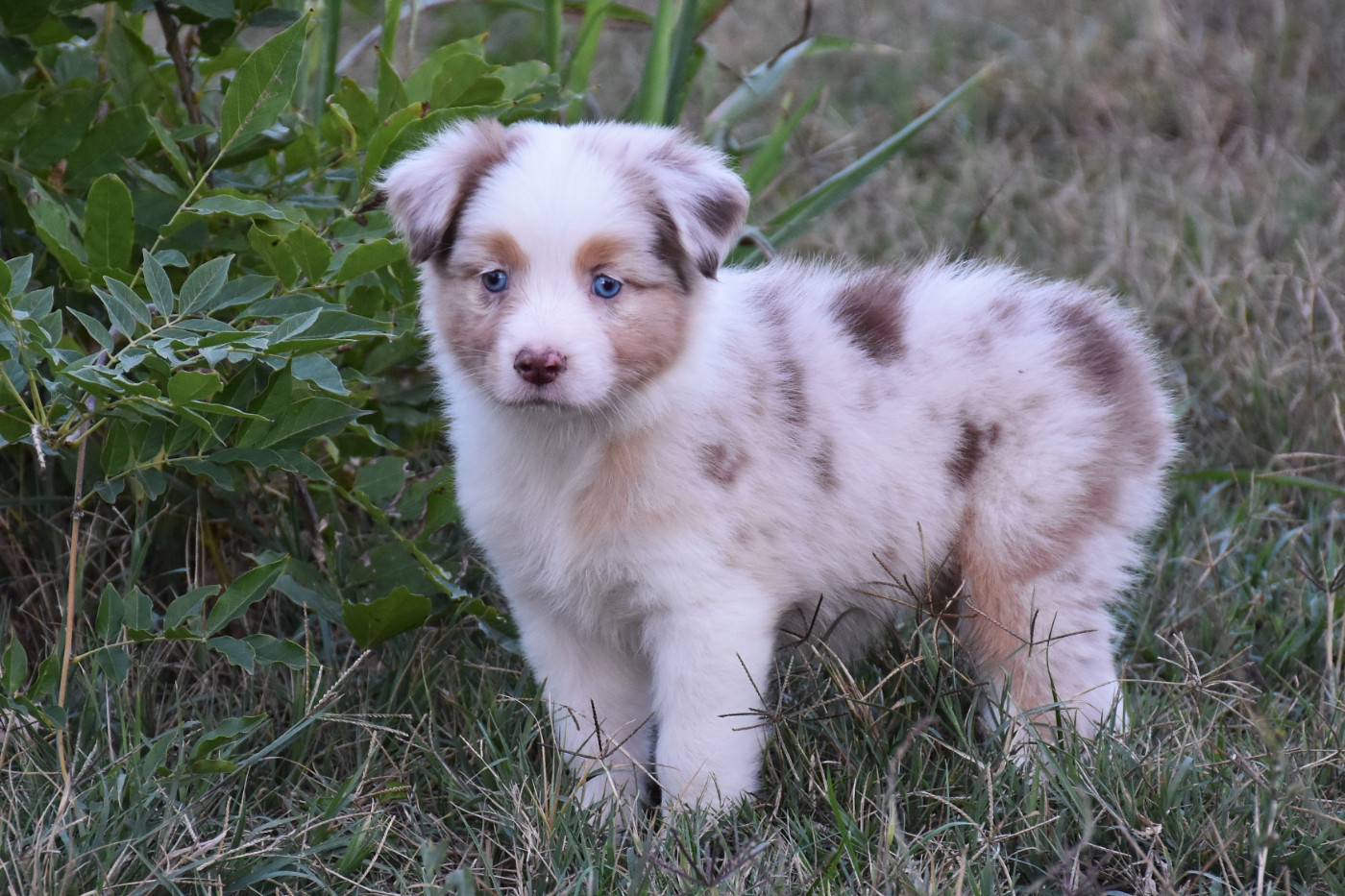 Erregina Beltza - Chiots disponibles - Berger Australien