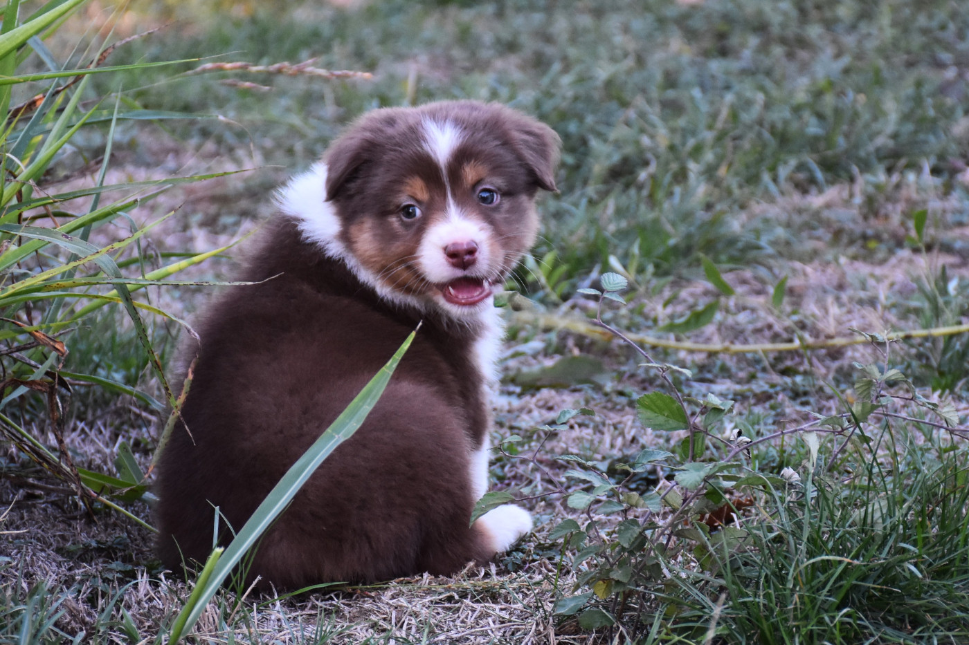 Erregina Beltza - Chiots disponibles - Berger Australien