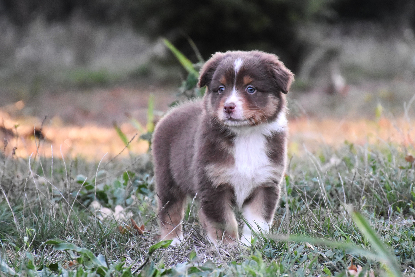 Erregina Beltza - Chiots disponibles - Berger Australien