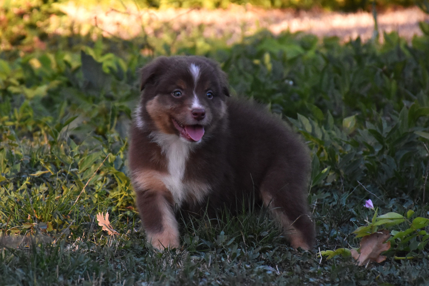 Erregina Beltza - Chiots disponibles - Berger Australien