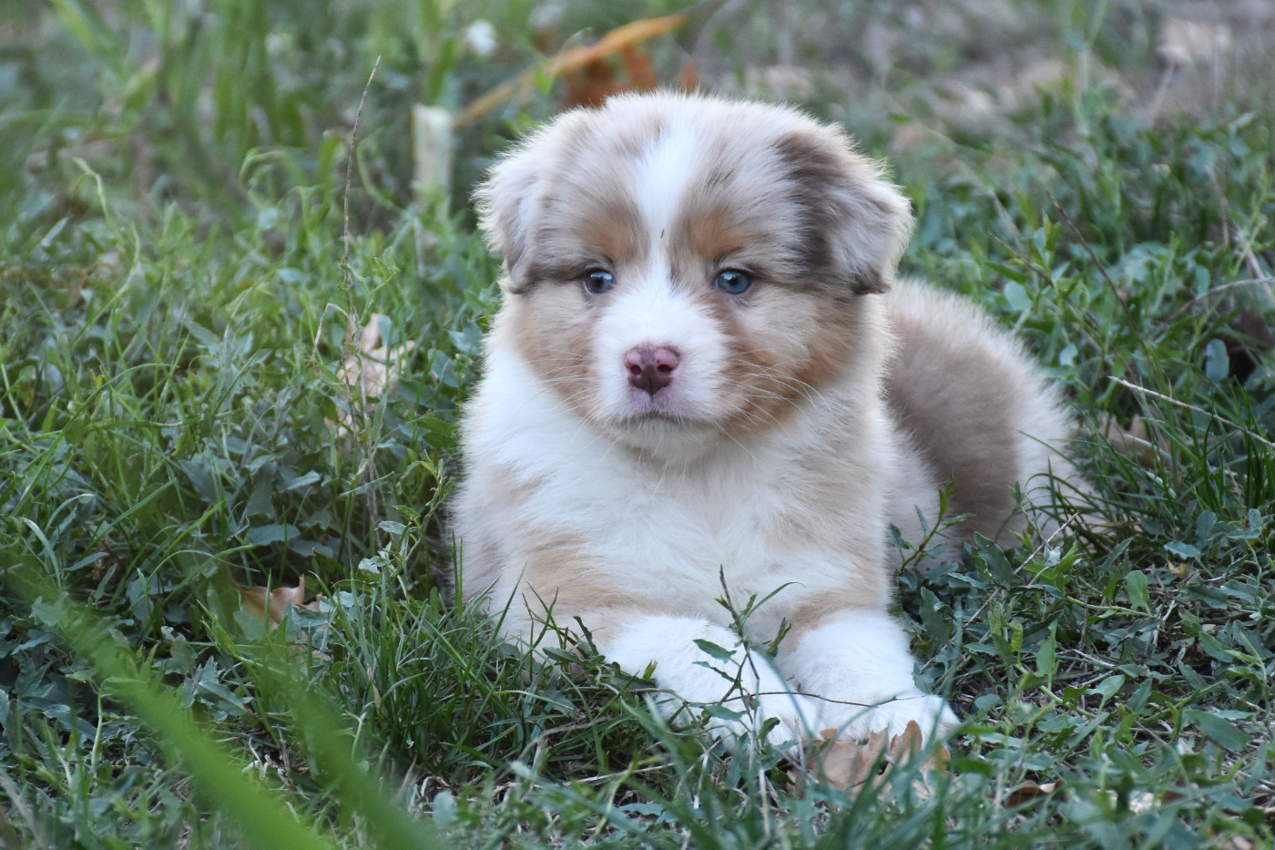 Erregina Beltza - Chiots disponibles - Berger Australien