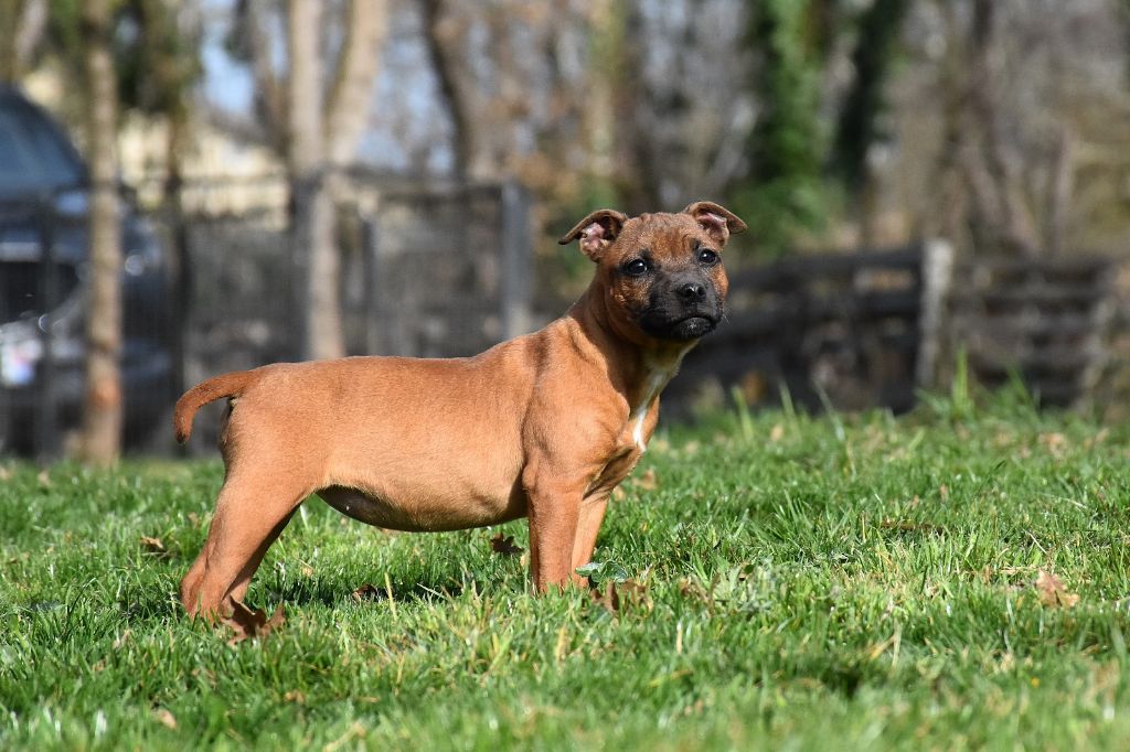 Erregina Beltza - Chiots disponibles - Staffordshire Bull Terrier