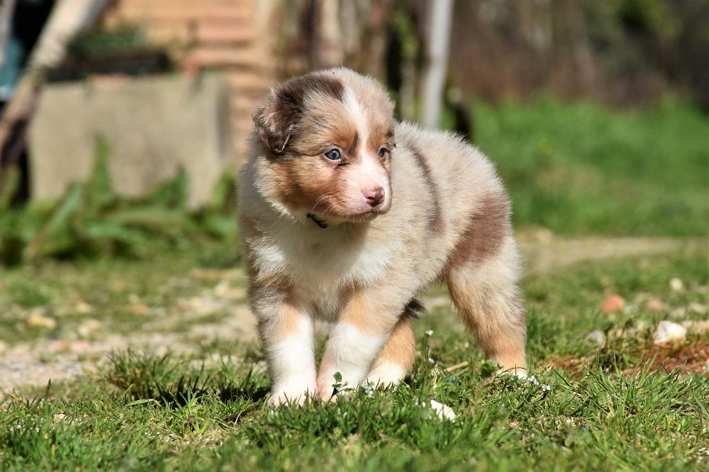 Erregina Beltza - Berger Australien - Portée née le 18/01/2021